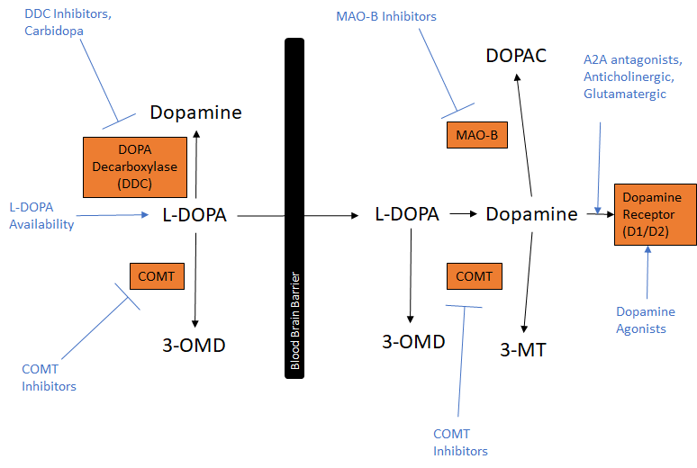 Therapeutic Approaches for Parkinson's Management