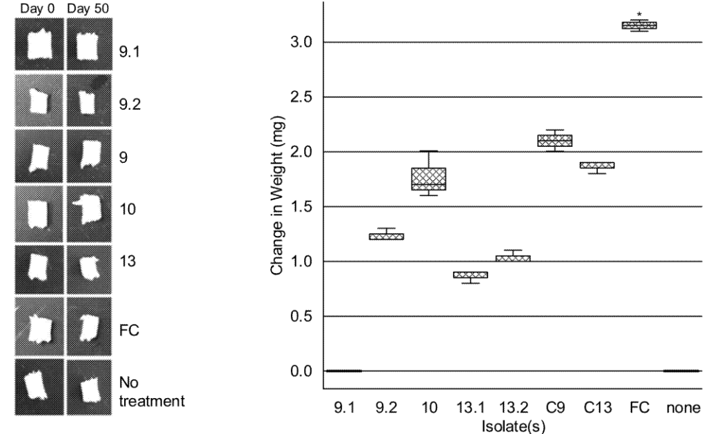 Combating Plastic Pollution US12285788B2